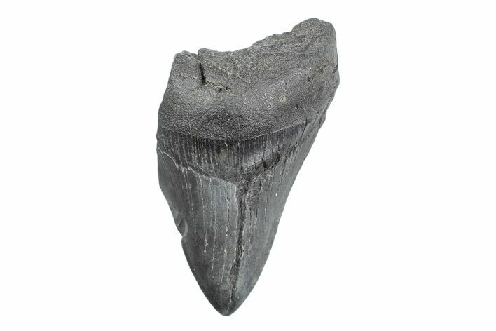 Partial Fossil Megalodon Tooth - South Carolina #362568